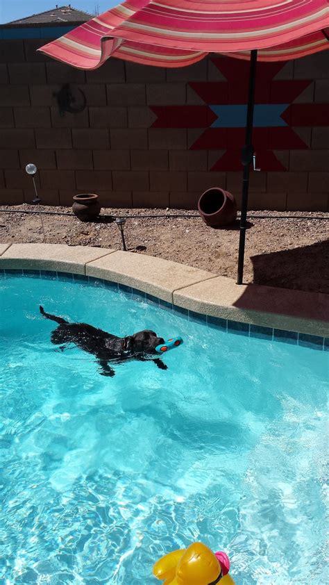 POOL BUILD HIGHLIGHT: THE JOHNSON FAMILY OF BUCKEYE, AZ