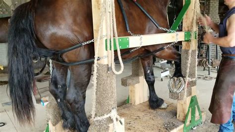 Draft Horseshoeing Stock with an Unhappy Percheron - YouTube