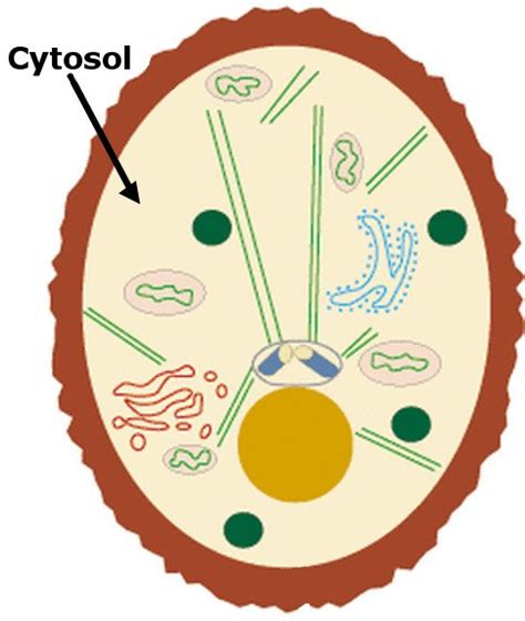 Function of Cytoplasm | Composition of Cytoplasm