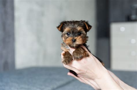 The Yorkie Growth Chart: Tips For A Healthy Growth