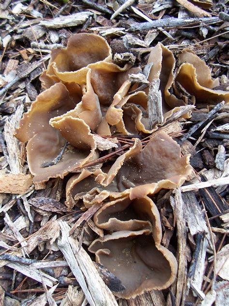 Unexpected edible mushrooms from the wood chip pile - General Gardening ...