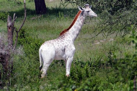 Rare White Giraffe Spotted In Tanzania | Bored Panda