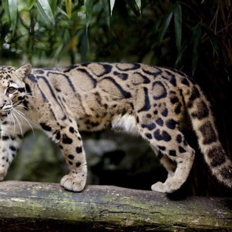 Can Taiwan’s Formosan clouded leopard claw its way back from extinction ...