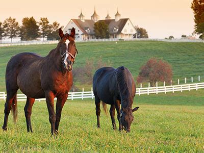 Kentucky Horse Farm Tours from the Comfort of Your Living Room - KY Supply Co