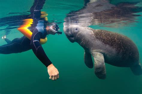 Crystal River - Manatees - Anglers Inn