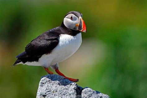 Zenfolio | Sean Traynor Nature Photography | Nova Scotia - Wildlife | Puffins - Machias Seal Island