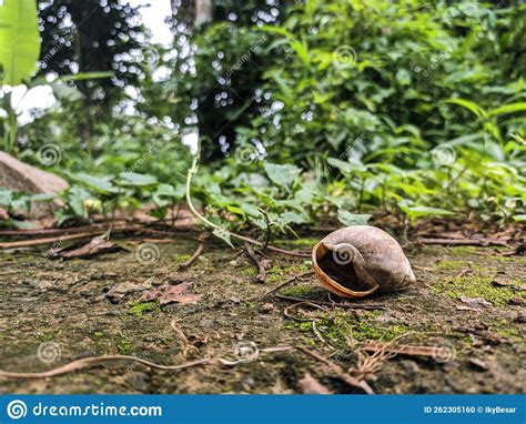 A Picture Showing a Snail Shell in the Garden Stock Photo - Image of mode, shell: 262305160