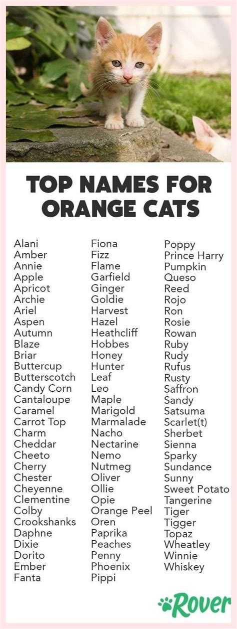 Cat Names Boy Orange - Cats Family