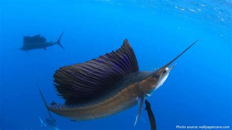 Interesting facts about sailfish | Just Fun Facts