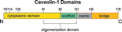 Domains of caveolin-1. Caveolin-1 has been divided into three main... | Download Scientific Diagram