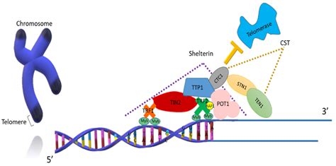 Telomere