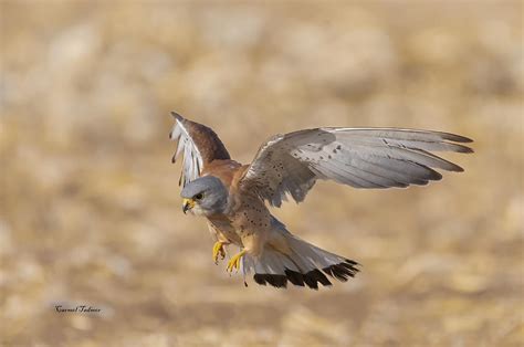 Lesser Kestrel Photograph by Carmel Tadmor - Fine Art America