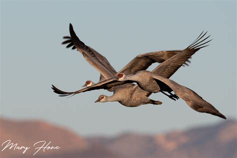 Sandhill Cranes of Southern Arizona - Tales from the Backroad