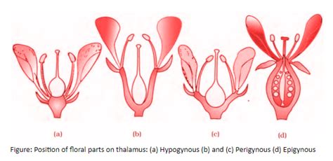 Define hypogynous, perigynous, and epigynous flowers.