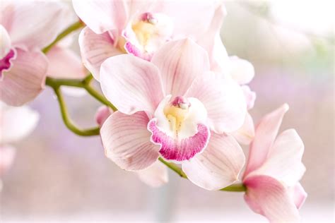 Download Nature Pink Flower Close-up Flower Orchid HD Wallpaper