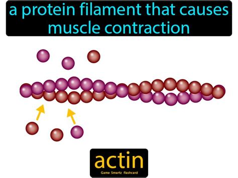 Actin definition: A protein filament that causes muscle contraction ...