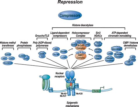 Sensors and signals: a coactivator/corepressor/epigenetic code for ...