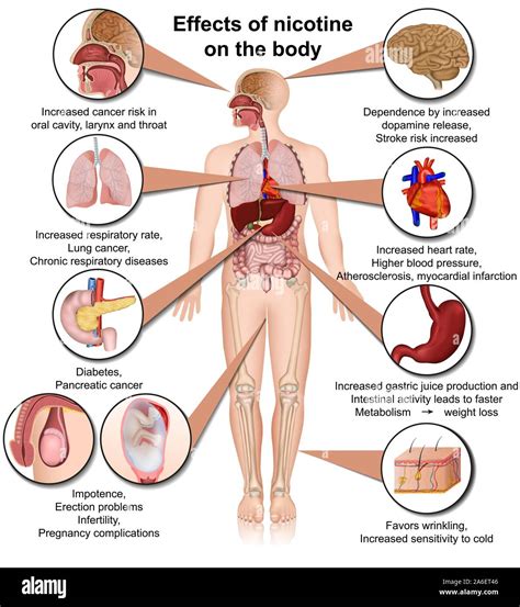 effects of nicotine on the body medical vector illustration infographic ...