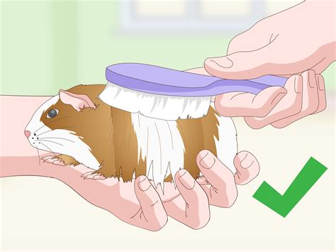 How to Bathe a Guinea Pig (with Pictures) - wikiHow