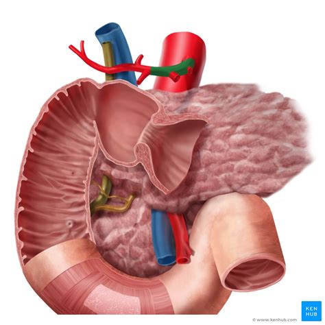 Common hepatic artery: Anatomy, branches, supply | Kenhub