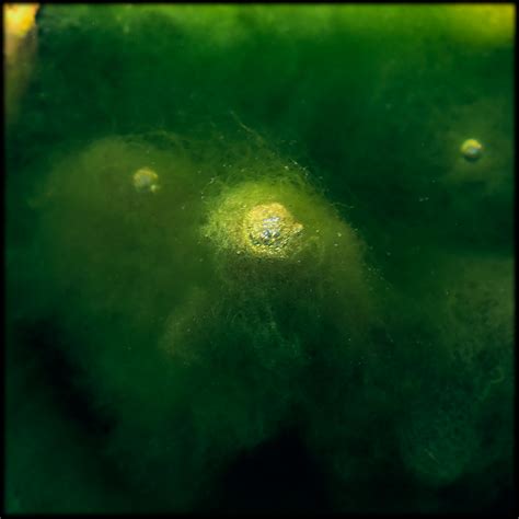 Algae in a pond... on Behance