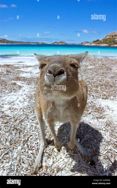 Kangaroo on beach at Lucky Bay Esperance Western Australia Stock Photo: 3446533 - Alamy