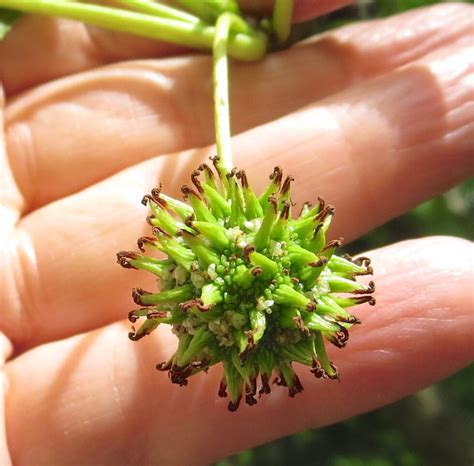 Sweet Gum - Tree Guide UK - Sweet Gum tree identification