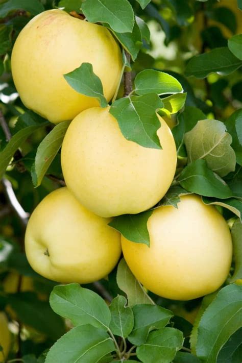 The Ginger Gold Apple Tree - Minneopa Orchards