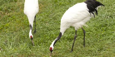 Red-crowned crane | Smithsonian's National Zoo