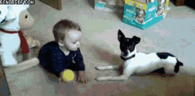 37 GIFs of Dogs Making Complete Fools of People