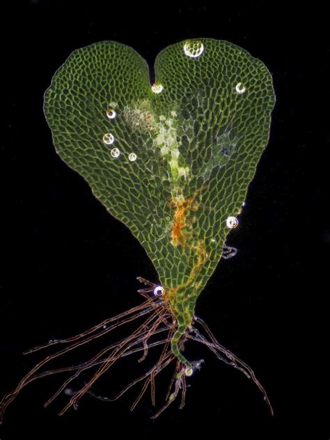 Fern gametophyte | Nikon’s Small World