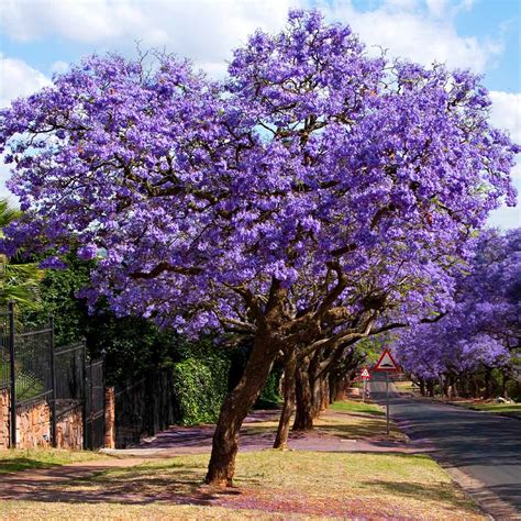 Jacaranda Trees for Sale | FastGrowingTrees.com