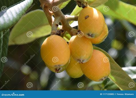 Loquat fruit stock image. Image of fruit, natural, juicy - 117123085