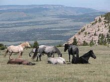 Pryor Mountain mustang - Wikipedia