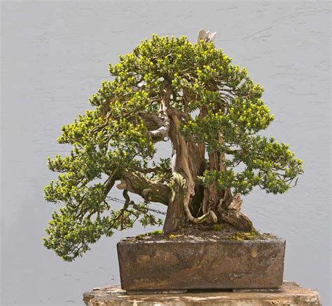 Walter Pall Bonsai Adventures: Japanese yew #1