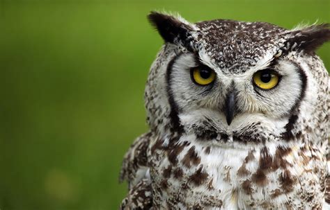 Hinterland Who's Who - Great Horned Owl