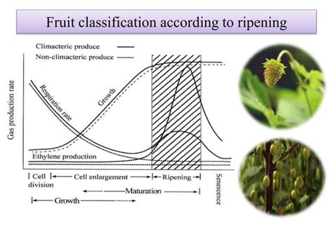 Mechanism of Fruit ripening | PPT