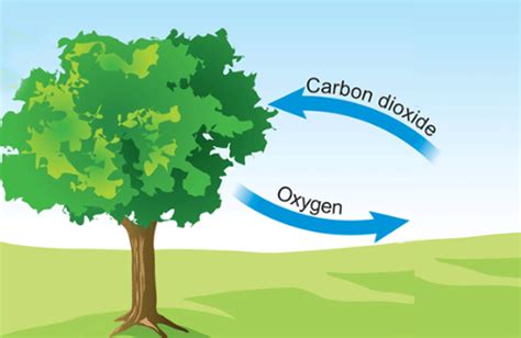 Do trees improve air quality?... If so how exactly?