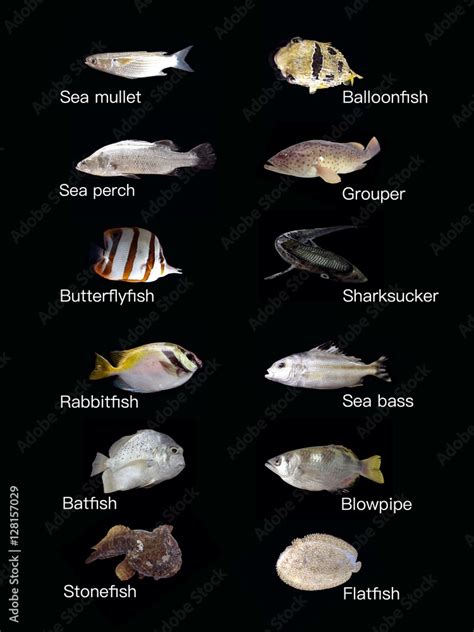 Common saltwater fish set,marine fish types isolated on black Stock ...