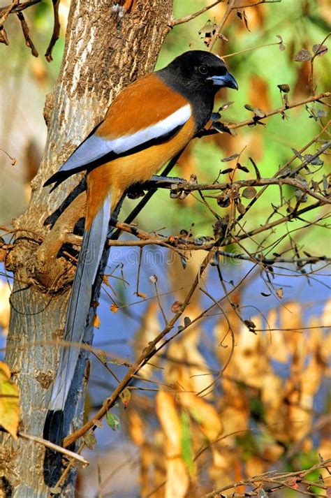 India, Ranthambore: bird. S around the lake at the end of the afternoon , #Ad, #Ranthambore, # ...