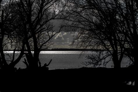 Free Images : beach, landscape, water, nature, outdoor, branch, winter, light, black and white ...