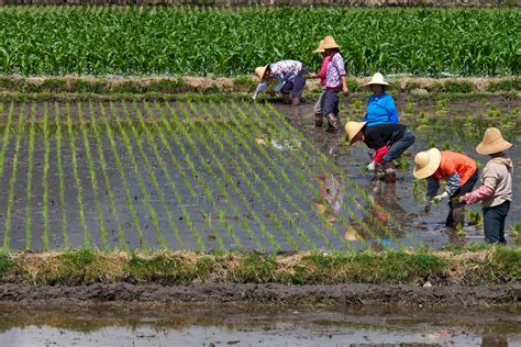 Rice Agriculture