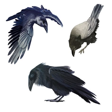 ArtStation - Raven Study