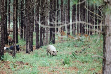 Pigs, and Weathering the Storm - Regenerative Organic Alliance - SHARED ...