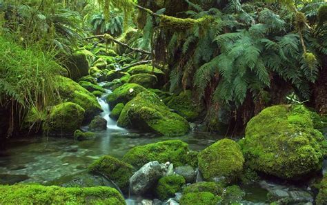 12 Temperate Rainforests Around the World