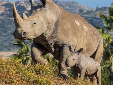 Meet SD Safari Park's New Baby: White Rhino Born With Some Help From ...