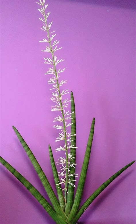 sansevieria cylindrica with flower Sansevieria Cylindrica, Sansevieria Plant, Dracaena ...