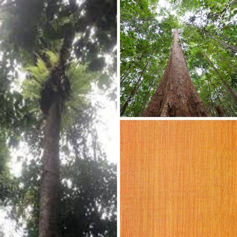 [Wood Profile] What You Need To Know: Belian – Misarma Group Of Companies