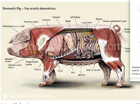 [DIAGRAM] Guinea Pig Anatomy Diagram - MYDIAGRAM.ONLINE