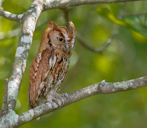 Screech Owl | NC, May 2020 Three young owls have fledged. Ne… | Flickr